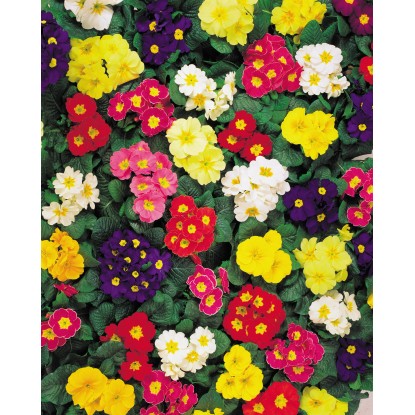 Primula Prvosienka bezbyľová s priemerom cca 10,5 cm v rôznych farbách