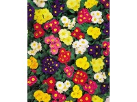 Primula Prvosienka bezbyľová s priemerom cca 10,5 cm v rôznych farbách