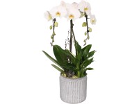 Moderný aranžmán z orchideí v betónovom kvetináči priemer kvetináča cca 20 cm