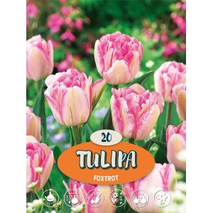 Ružové tulipány Foxtrot, ideálne pre záhony a okraje. Kvitnú na jar.