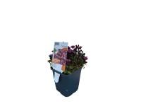 OBI Lomikameň Arendsov 