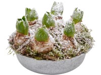 Zimný aranžmán s hyacintami priemer kvetináča cca 22 cm