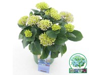 Hortenzia veľkolistá 