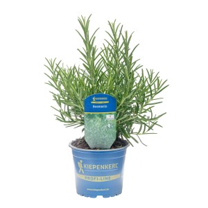 Kiepenkerl Gourmetrosmarin v kvetináči, cca 12 cm Ø. Kuchynská bylina s aromatickými listami.