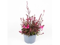 GROW by OBI Sviečkovec lindheimerov (Gaura lindheimeri) 