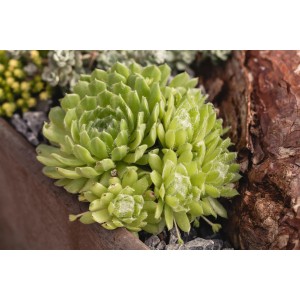 Zelený skalnica OBI (Sempervivum) v kvetináči, priemer cca 12 cm.