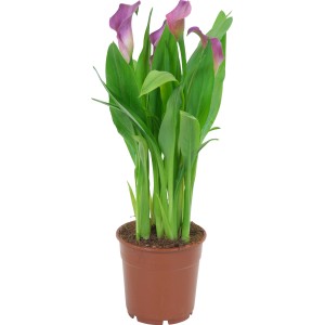 Kala v kvetináči, rôzne farby. Elegantná kvitnúca rastlina od GROW by OBI.