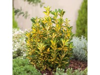 OBI Bršlen japonský rôzne druhy výška cca 50 - 60 cm