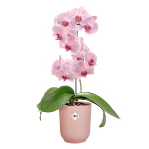 Ružový kvetináč na orchidey Elho Vibes Fold s kvitnúcou orchideou. Štýlový kvetináč pre izbové orchidey.