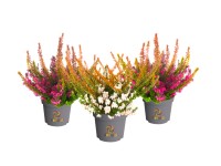 Vres (Calluna vulgaris/Erica carnea) Beauty Ladies Tornado, 2 druhy, pr.kv. 11cm