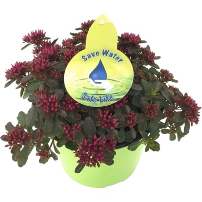 Rozchodník (Sedum), pr. kvetináča 17 cm