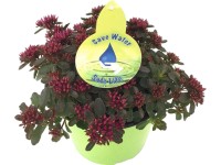 Rozchodník (Sedum), pr. kvetináča 17 cm