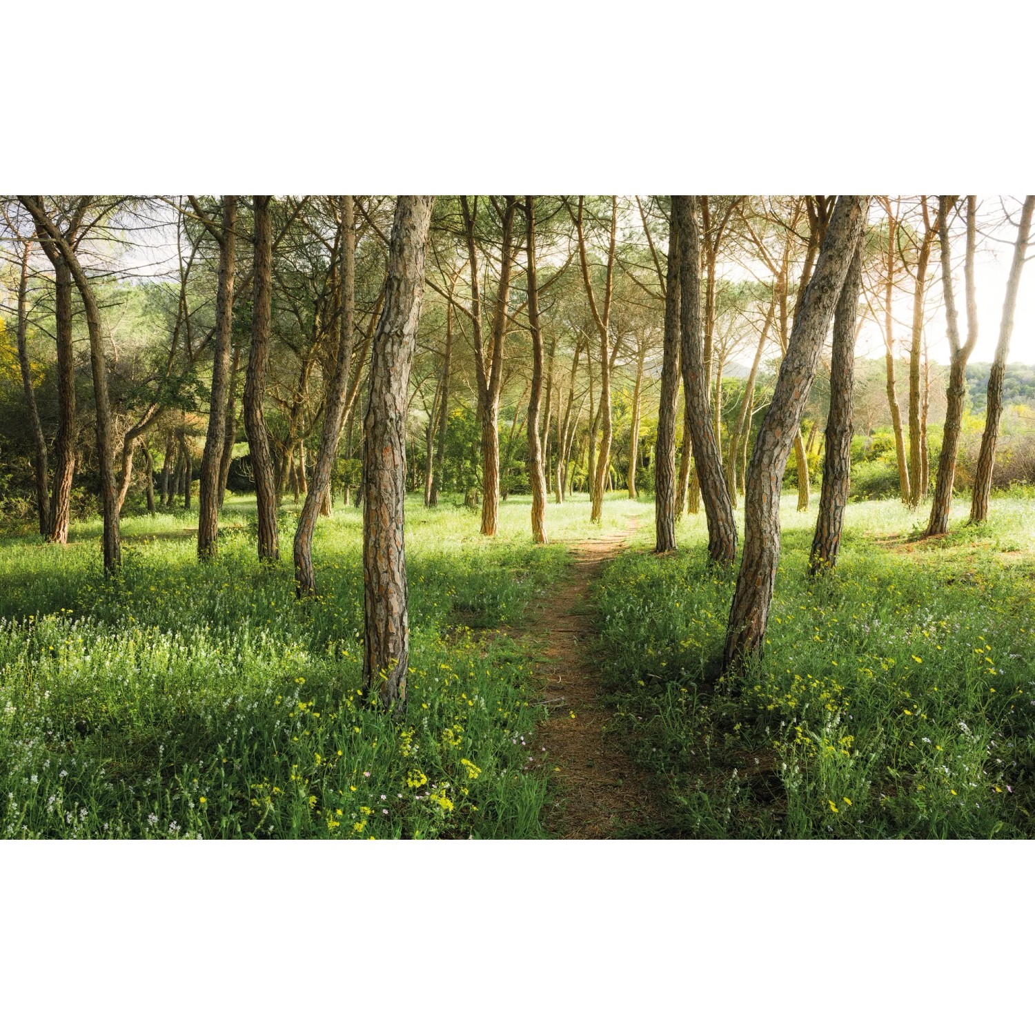 E-shop Komar Vliesová fototapeta Blütenzauberwald 450 x 280 cm