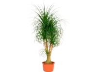 Slonia noha výška cca 120 - 140 cm priemer kvetináča cca 44 cm Beaucarnea recurv