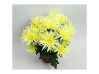 OBI Chryzantéma Spider Anansi (Chryzantéma), žltý, pr. 14 cm