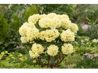 OBI Rododendron (Rhododendron) 