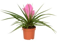 Tilandsia modrá (Tillandsia cyanea) 
