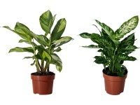 GROW by OBI Diefenbachie (Dieffenbachia), rôzne druhy, pr. kv. 12 cm