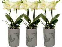 Orchidea motýľokvetá 2 výhonky žltá v keramickej nádobe pr. kvetináča cca 9 cm