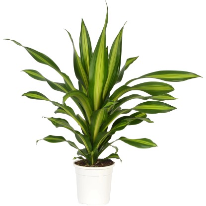 Dracéna voňavá Burley priemer kvetináča cca 24 cm