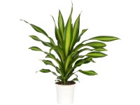 Dracéna voňavá Burley priemer kvetináča cca 24 cm