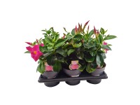 GROW by OBI Dipladenia ker (Dipladenia Busch), pr. 14 cm, rôzne druhy