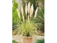 Grow by OBI Pampová tráva (Coraderia selloana) 