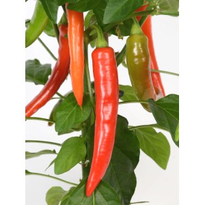 Rastlina Pick & Joy Paprika v kvetináči s červenými a zelenými paprikami.