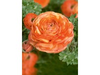 Iskerník priemer kvetináča cca 11 cm