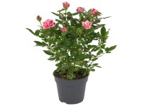 GROW by OBI Izbová ruža (Rosa hybrida) GROW by OBI Izbová ruža (Rosa hybrida)