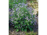 OBI Brunera veľkolistá modrá priemer kvetináča cca 9 cm x 9 cm