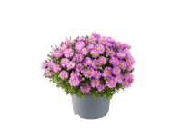 MONTANO Astra krovitá (Aster dumosus) pr. cca 12 cm