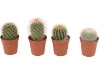 Guľový kaktus rôzne druhy priemer kvetináča cca 5,5 cm Cactaceae