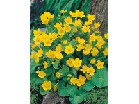 Záružlie močiarne Caltha palustris priemer kvetináča cca 18 cm žlté