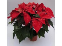 Vianočná ruža (hviezda) zlaté trblietky, priemer kvetináča 12 cm