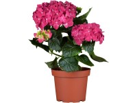 Hortenzia kalinolistá 