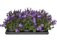 OBI Zvonček skalničkový 