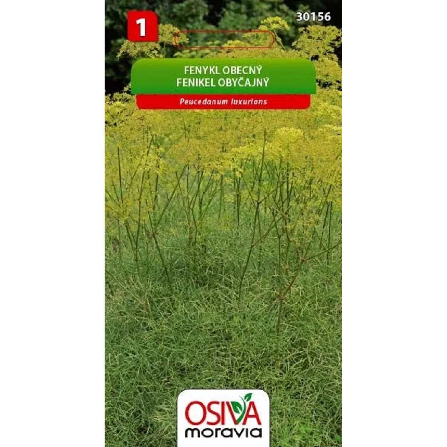 E-shop Osiva Moravia Semienka Fenikel obyčajný (Peucedanum luxurians)