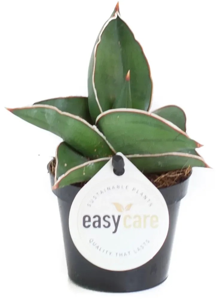 Easy Rastliny Zelené mini rastliny
