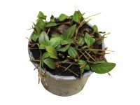 Farbienok menší (Vinca minor) Farbienok menší (Vinca minor)