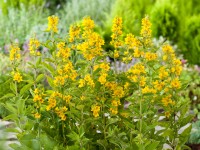 OBI Čerkáč bodkovaný žltý priemer kvetináča cca 9 cm x 9 cm