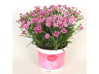 Royal Lemkes Hvozdík (Dianthus) 
