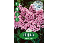 Flox metlinatý Bright Eyes ružový