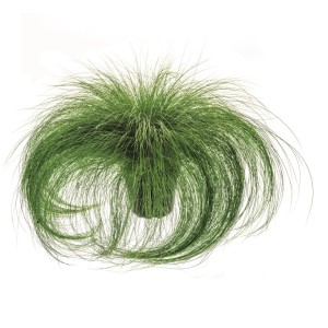 Jemná zelená perovka 'Ponytails' v kvetináči, Stipa tenuissima, cca 14 cm Ø.