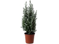 Cypríšok Lawsonov (Chamaecyparis lawsoniana) Cypríšok Lawsonov (Chamaecyparis lawsoniana)
