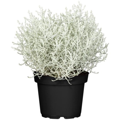 Landgard Drôtovec krásnohlávek (Calocephalus brownii) žltý 20-30 cm, pr. 12 cm