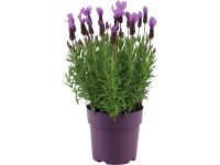 GROW by OBI Levanduľa smilovitá (Lavandula stoechas) 