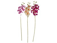 EverGreen Umelá kvetina orchidea, 5 kvetov a puky, rôzne druhy, 70 cm