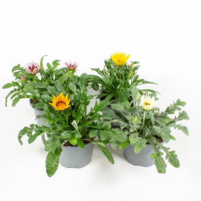 Q-Flower Gazánia žiarivá (Gazania rigens) "Big Kiss" rôzne farby cca pr. 13 cm