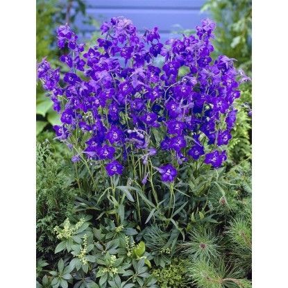 OBI Stračonôžka "Atlantis" modrá priemer kvetináča cca 11 cm x 11 cm